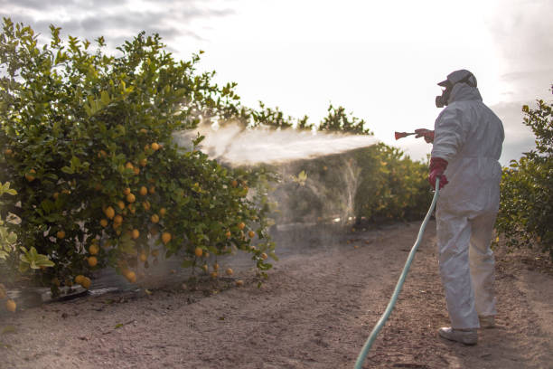 Best Rat Extermination Near Me  in Bartlett, TX