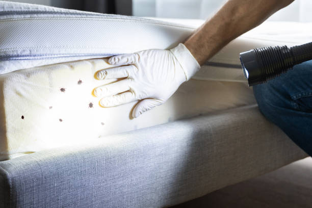 Best Insect Control  in Bartlett, TX