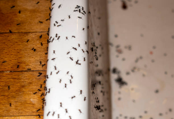 Best Mosquito Control Services  in Bartlett, TX