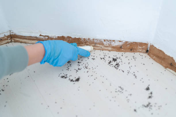 Best Pest Prevention Services  in Bartlett, TX