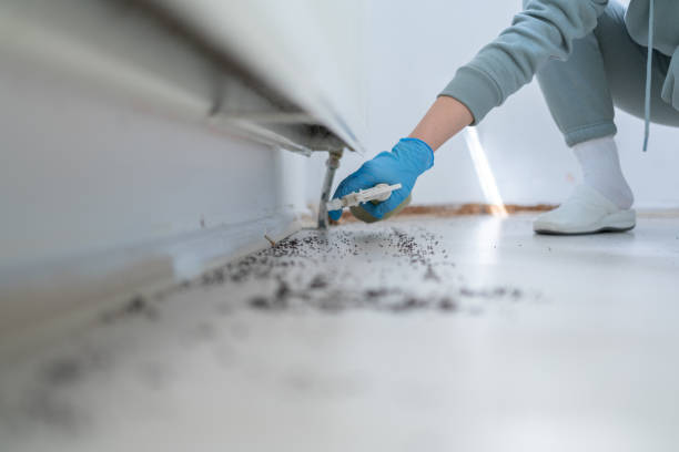 Best Ant Control Services  in Bartlett, TX